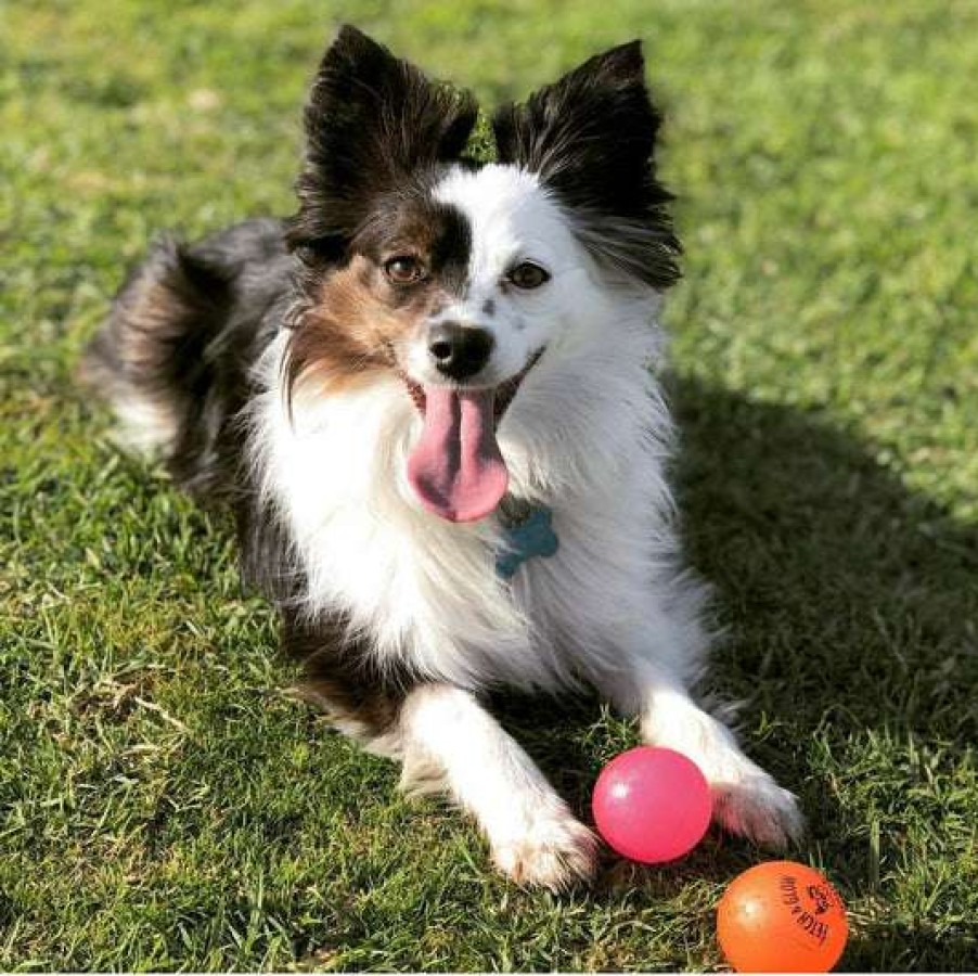 Gifts * | Exquisite Artisan Dog Toy Fetch & Glow Ball